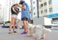 Cấm nuôi chó mèo tại chung cư và vấn đề tôn trọng quyền dân sự