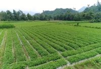 Năm 2022 sẽ kiểm tra việc chuyển mục đích sử dụng đất tại TPHCM